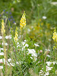 Yellow toadflax - Linaria vulgaris https://www.jungledragon.com/image/99097/yellow_toadflax_-_linaria_vulgaris.html Bulgaria,Butter-and-eggs,Chokliovo marsh,Common toadflax,Eudicot,Europe,Flowering Plant,Geotagged,Lamiales,Linaria vulgaris,Magnoliophyta,Pernik,Plantae,Plantaginaceae,Summer,Wildlife,Yellow toadflax