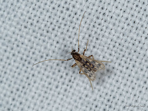 Chironomid Some kind of midge, nonbiting gnat. Body about 3 mm. Animal,Animalia,Arthropoda,Bulgaria,Chironomidae,Diptera,Europe,Geotagged,Insect,Insecta,Sofia,South park,Summer,Wildlife