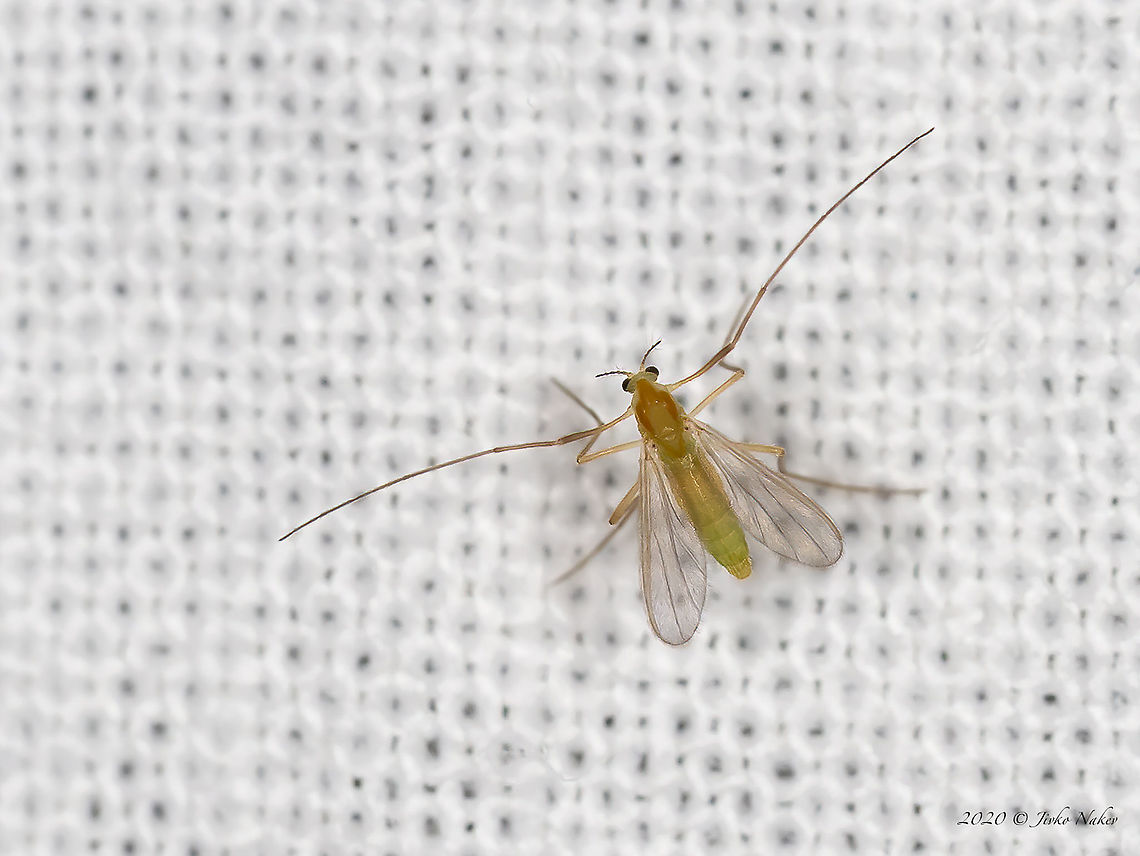 Tanytarsini tribe, probably Tanytarsus sp. Body about 3 mm. Animal,Animalia,Arthropoda,Bulgaria,Chironomidae,Diptera,Europe,Geotagged,Insect,Insecta,Sofia,South park,Summer,Wildlife