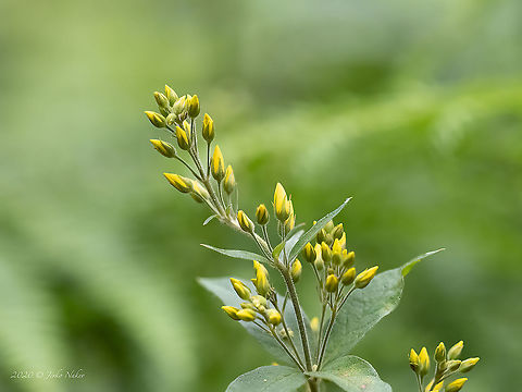 Large yellow loosestrife - Lysimachia punctata  Bistrishko Branishte Nature Reserve,Bulgaria,Ericales,Eudicot,Europe,Flowering Plant,Geotagged,Large yellow loosestrife,Lysimachia punctata,Magnoliophyta,Plantae,Primulaceae,Spotted loosestrife,Summer,Vitosha Mountain Nature Park,Wildlife