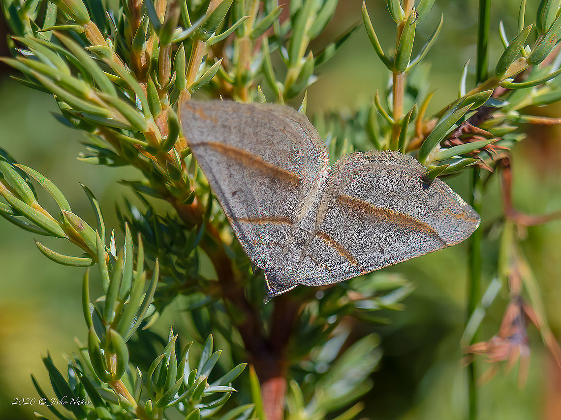 July belle - Scotopteryx luridata  Animal,Animalia,Arthropoda,Bulgaria,Europe,Geometer moth,Geometridae,Geometroidea,Geotagged,Insect,Insecta,July belle,Lepidoptera,Scotopteryx luridata,Summer,Vitosha Mountain Nature Park,Wildlife