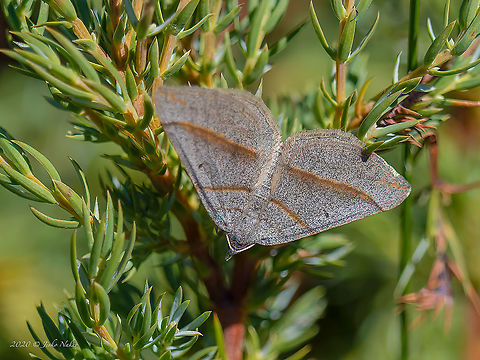 July belle - Scotopteryx luridata  Animal,Animalia,Arthropoda,Bulgaria,Europe,Geometer moth,Geometridae,Geometroidea,Geotagged,Insect,Insecta,July belle,Lepidoptera,Scotopteryx luridata,Summer,Vitosha Mountain Nature Park,Wildlife