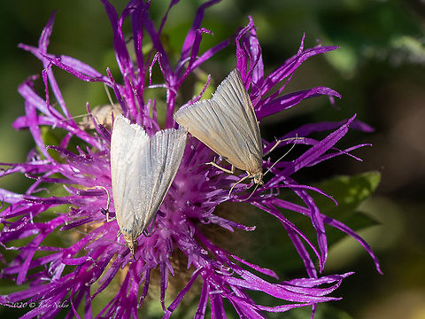 Udea rhododendronalis  Animal,Animalia,Arthropoda,Bulgaria,Crambidae,Europe,Geotagged,Insect,Insecta,Lepidoptera,Pyraloidea,Summer,Udea rhododendronalis,Vitosha Mountain Nature Park,Wildlife