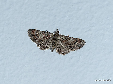 Double-striped pug - Gymnoscelis rufifasciata This moth entered through the window at night. Photographed with a macro flash. Wingspan about 16-17 mm. Animal,Animalia,Arthropoda,Bulgaria,Double striped pug,Double-striped pug,Europe,Geometer moth,Geometridae,Geometroidea,Geotagged,Gymnoscelis rufifasciata,Insect,Insecta,Lepidoptera,Sofia,Summer,Wildlife