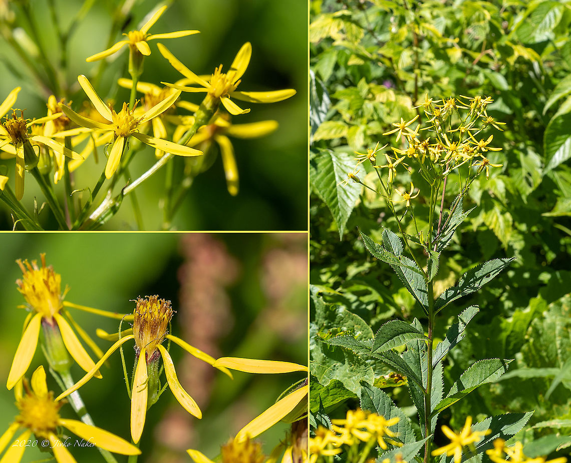 Senecio nemorensis  Asteraceae,Asterales,Bulgaria,Eudicot,Europe,Flowering Plant,Geotagged,Magnoliophyta,Plantae,Senecio nemorensis,Summer,Vitosha Mountain Nature Park,Wildlife