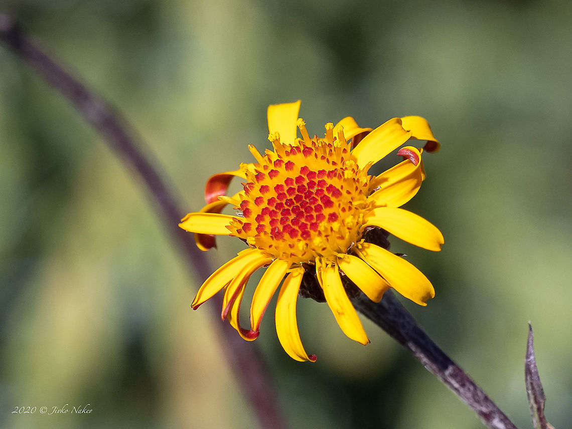 Jacobaea pancicii <figure class="photo"><a href="https://www.jungledragon.com/image/99363/jacobaea_pancicii.html" title="Jacobaea pancicii"><img src="https://s3.amazonaws.com/media.jungledragon.com/images/1332/99363_thumb.jpg?AWSAccessKeyId=05GMT0V3GWVNE7GGM1R2&Expires=1767225610&Signature=pV5ztv%2FVoBRx%2BlVNZgozPaLtVvg%3D" width="200" height="156" alt="Jacobaea pancicii https://www.jungledragon.com/image/99362/jacobaea_pancicii.html Asteraceae,Asterales,Balkan endemic species,Bulgaria,Eudicot,Europe,Flowering Plant,Geotagged,Jacobaea pancicii,Magnoliophyta,Plantae,Summer,Vitosha Mountain Nature Park,Wildlife" /></a></figure> Asteraceae,Asterales,Balkan endemic species,Bulgaria,Eudicot,Europe,Flowering Plant,Geotagged,Jacobaea pancicii,Magnoliophyta,Plantae,Senecio pancicii,Summer,Vitosha Mountain Nature Park,Wildlife