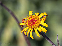 Jacobaea pancicii https://www.jungledragon.com/image/99363/jacobaea_pancicii.html Asteraceae,Asterales,Balkan endemic species,Bulgaria,Eudicot,Europe,Flowering Plant,Geotagged,Jacobaea pancicii,Magnoliophyta,Plantae,Senecio pancicii,Summer,Vitosha Mountain Nature Park,Wildlife