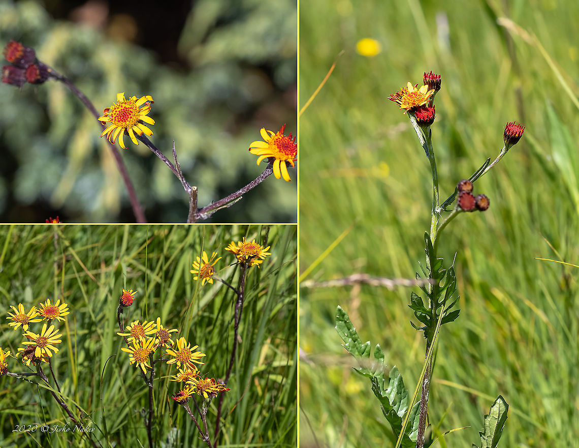 Jacobaea pancicii <figure class="photo"><a href="https://www.jungledragon.com/image/99362/jacobaea_pancicii.html" title="Jacobaea pancicii"><img src="https://s3.amazonaws.com/media.jungledragon.com/images/1332/99362_thumb.jpg?AWSAccessKeyId=05GMT0V3GWVNE7GGM1R2&Expires=1767225610&Signature=7BJJwAs%2BF1JPceCcty0YbjvHM40%3D" width="200" height="152" alt="Jacobaea pancicii https://www.jungledragon.com/image/99363/jacobaea_pancicii.html Asteraceae,Asterales,Balkan endemic species,Bulgaria,Eudicot,Europe,Flowering Plant,Geotagged,Jacobaea pancicii,Magnoliophyta,Plantae,Senecio pancicii,Summer,Vitosha Mountain Nature Park,Wildlife" /></a></figure> Asteraceae,Asterales,Balkan endemic species,Bulgaria,Eudicot,Europe,Flowering Plant,Geotagged,Jacobaea pancicii,Magnoliophyta,Plantae,Summer,Vitosha Mountain Nature Park,Wildlife