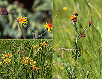 Jacobaea pancicii https://www.jungledragon.com/image/99362/jacobaea_pancicii.html Asteraceae,Asterales,Balkan endemic species,Bulgaria,Eudicot,Europe,Flowering Plant,Geotagged,Jacobaea pancicii,Magnoliophyta,Plantae,Summer,Vitosha Mountain Nature Park,Wildlife
