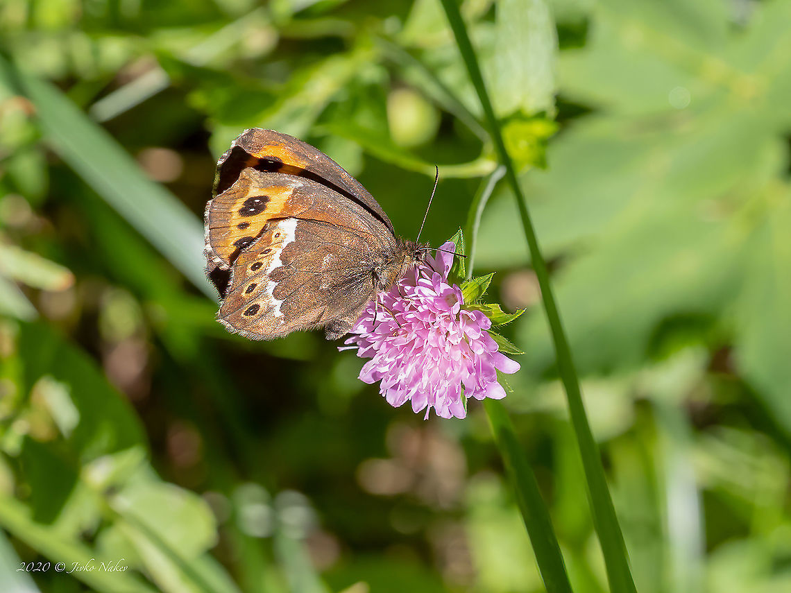 Large ringlet - Erebia euryale  Animal,Animalia,Arthropoda,Brush-footed butterfly,Bulgaria,Erebia euryale,Europe,Geotagged,Insect,Insecta,Large ringlet,Lepidoptera,Nymphalidae,Papilionoidea,Summer,Vitosha Mountain Nature Park,Wildlife