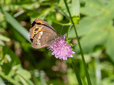 Large ringlet - Erebia euryale Animal,Animalia,Arthropoda,Brush-footed butterfly,Bulgaria,Erebia euryale,Europe,Geotagged,Insect,Insecta,Large ringlet,Lepidoptera,Nymphalidae,Papilionoidea,Summer,Vitosha Mountain Nature Park,Wildlife