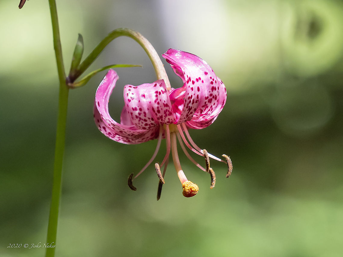 Turk's cap lily - Lilium martagon <figure class="photo"><a href="https://www.jungledragon.com/image/99373/turks_cap_lily_-_lilium_martagon.html" title="Turk's cap lily - Lilium martagon"><img src="https://s3.amazonaws.com/media.jungledragon.com/images/1332/99373_thumb.jpg?AWSAccessKeyId=05GMT0V3GWVNE7GGM1R2&Expires=1769040010&Signature=FoBQCKf1GtyC4vKAZnzb%2FPie5fE%3D" width="200" height="110" alt="Turk's cap lily - Lilium martagon https://www.jungledragon.com/image/99372/turks_cap_lily_-_lilium_martagon.html Bulgaria,Europe,Flowering Plant,Geotagged,Liliaceae,Liliales,Lilium martagon,Magnoliophyta,Martagon lily,Monocot,Plantae,Summer,Turk's cap lily,Vitosha Mountain Nature Park,Wildlife" /></a></figure> Bulgaria,Europe,Flowering Plant,Geotagged,Liliaceae,Liliales,Lilium martagon,Magnoliophyta,Martagon lily,Monocot,Plantae,Summer,Turk's cap lily,Vitosha Mountain Nature Park,Wildlife