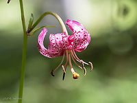 Turk's cap lily - Lilium martagon https://www.jungledragon.com/image/99373/turks_cap_lily_-_lilium_martagon.html Bulgaria,Europe,Flowering Plant,Geotagged,Liliaceae,Liliales,Lilium martagon,Magnoliophyta,Martagon lily,Monocot,Plantae,Summer,Turk's cap lily,Vitosha Mountain Nature Park,Wildlife