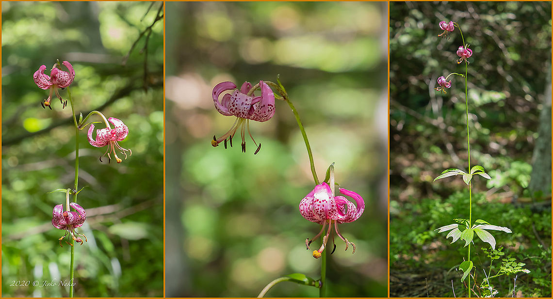 Turk's cap lily - Lilium martagon <figure class="photo"><a href="https://www.jungledragon.com/image/99372/turks_cap_lily_-_lilium_martagon.html" title="Turk&#039;s cap lily - Lilium martagon"><img src="https://s3.amazonaws.com/media.jungledragon.com/images/1332/99372_thumb.jpg?AWSAccessKeyId=05GMT0V3GWVNE7GGM1R2&Expires=1759968010&Signature=dhxZNeS%2F8NAPf%2BSVYWqrAEdo2RU%3D" width="200" height="150" alt="Turk&#039;s cap lily - Lilium martagon https://www.jungledragon.com/image/99373/turks_cap_lily_-_lilium_martagon.html Bulgaria,Europe,Flowering Plant,Geotagged,Liliaceae,Liliales,Lilium martagon,Magnoliophyta,Martagon lily,Monocot,Plantae,Summer,Turk&#039;s cap lily,Vitosha Mountain Nature Park,Wildlife" /></a></figure> Bulgaria,Europe,Flowering Plant,Geotagged,Liliaceae,Liliales,Lilium martagon,Magnoliophyta,Martagon lily,Monocot,Plantae,Summer,Turk's cap lily,Vitosha Mountain Nature Park,Wildlife