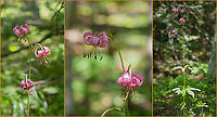 Turk's cap lily - Lilium martagon https://www.jungledragon.com/image/99372/turks_cap_lily_-_lilium_martagon.html Bulgaria,Europe,Flowering Plant,Geotagged,Liliaceae,Liliales,Lilium martagon,Magnoliophyta,Martagon lily,Monocot,Plantae,Summer,Turk's cap lily,Vitosha Mountain Nature Park,Wildlife