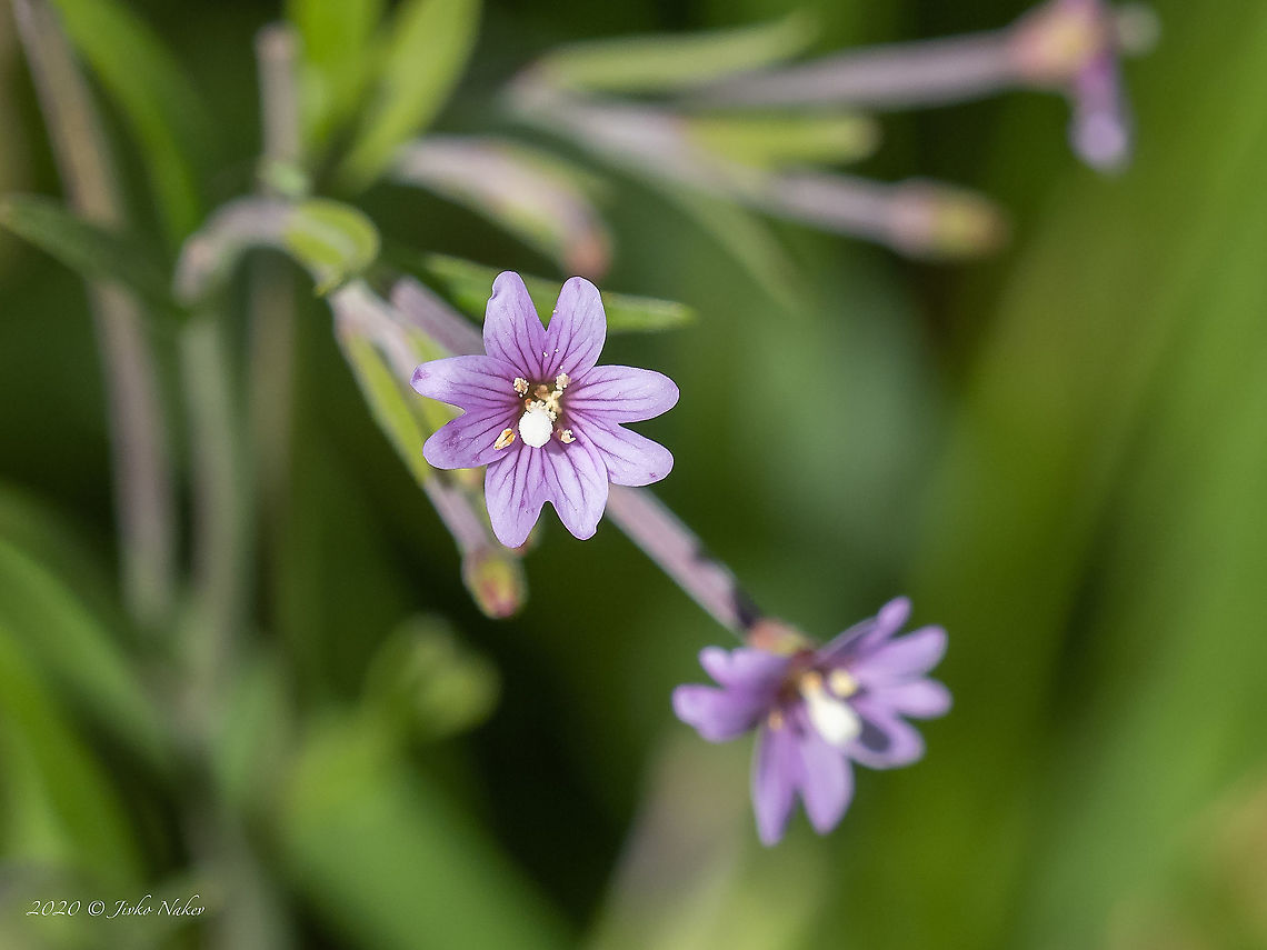 Marsh willowherb - Epilobium palustre <figure class="photo"><a href="https://www.jungledragon.com/image/99379/marsh_willowherb_-_epilobium_palustre.html" title="Marsh willowherb - Epilobium palustre"><img src="https://s3.amazonaws.com/media.jungledragon.com/images/1332/99379_thumb.jpg?AWSAccessKeyId=05GMT0V3GWVNE7GGM1R2&Expires=1767225610&Signature=u2VRzKhI8YNIWr2hIk4%2B9RHxbmw%3D" width="200" height="162" alt="Marsh willowherb - Epilobium palustre https://www.jungledragon.com/image/99378/marsh_willowherb_-_epilobium_palustre.html Bulgaria,Epilobium palustre,Eudicot,Europe,Flowering Plant,Geotagged,Magnoliophyta,Marsh willowherb,Myrtales,Onagraceae,Plantae,Summer,Vitosha Mountain Nature Park,Wildlife,Willowherb" /></a></figure> Bulgaria,Epilobium palustre,Eudicot,Europe,Flowering Plant,Geotagged,Magnoliophyta,Marsh willowherb,Myrtales,Onagraceae,Plantae,Summer,Vitosha Mountain Nature Park,Wildlife,Willowherb