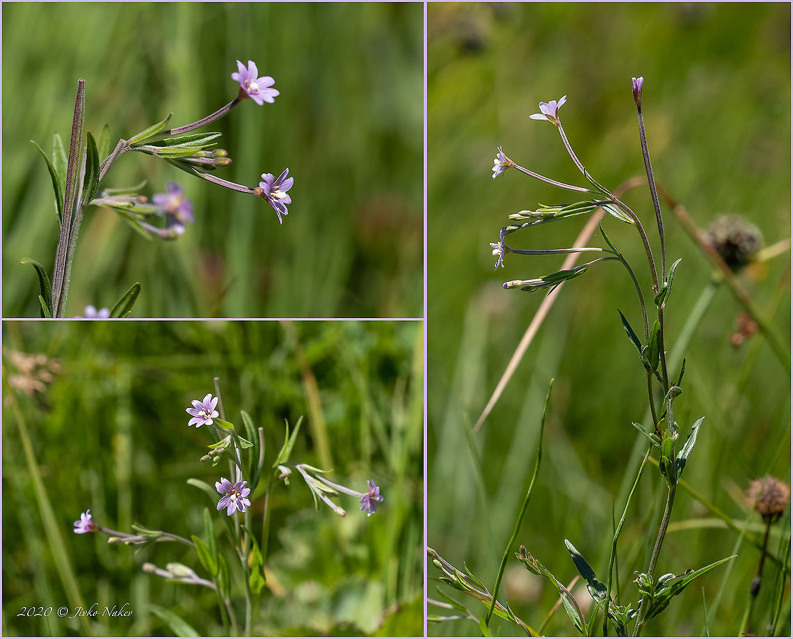 Marsh willowherb - Epilobium palustre <figure class="photo"><a href="https://www.jungledragon.com/image/99378/marsh_willowherb_-_epilobium_palustre.html" title="Marsh willowherb - Epilobium palustre"><img src="https://s3.amazonaws.com/media.jungledragon.com/images/1332/99378_thumb.jpg?AWSAccessKeyId=05GMT0V3GWVNE7GGM1R2&Expires=1767225610&Signature=enLmuFJFO%2Fc1nYnfkgEKwRe7tCY%3D" width="200" height="150" alt="Marsh willowherb - Epilobium palustre https://www.jungledragon.com/image/99379/marsh_willowherb_-_epilobium_palustre.html Bulgaria,Epilobium palustre,Eudicot,Europe,Flowering Plant,Geotagged,Magnoliophyta,Marsh willowherb,Myrtales,Onagraceae,Plantae,Summer,Vitosha Mountain Nature Park,Wildlife,Willowherb" /></a></figure> Bulgaria,Epilobium palustre,Eudicot,Europe,Flowering Plant,Geotagged,Magnoliophyta,Marsh willowherb,Myrtales,Onagraceae,Plantae,Summer,Vitosha Mountain Nature Park,Wildlife,Willowherb