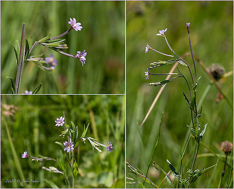 Marsh willowherb - Epilobium palustre https://www.jungledragon.com/image/99378/marsh_willowherb_-_epilobium_palustre.html Bulgaria,Epilobium palustre,Eudicot,Europe,Flowering Plant,Geotagged,Magnoliophyta,Marsh willowherb,Myrtales,Onagraceae,Plantae,Summer,Vitosha Mountain Nature Park,Wildlife,Willowherb