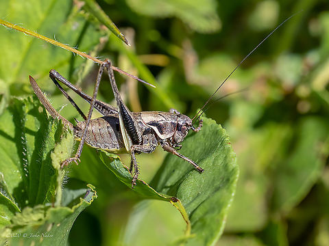 Alpine Dark Bush-Cricket