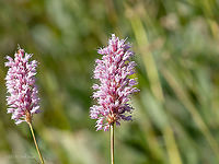 Meadow bistort, Snakeroot - Bistorta officinalis https://www.jungledragon.com/image/99435/meadow_bistort_snakeroot_-_bistorta_officinalis.html Bistorta officinalis,Bulgaria,Caryophyllales,Eudicot,Europe,European bistort,Flowering Plant,Geotagged,Magnoliophyta,Meadow bistort,Medicinal plant,Plantae,Polygonaceae,Polygonum bistorta,Snakeweed,Summer,Vitosha Mountain Nature Park,Wildlife