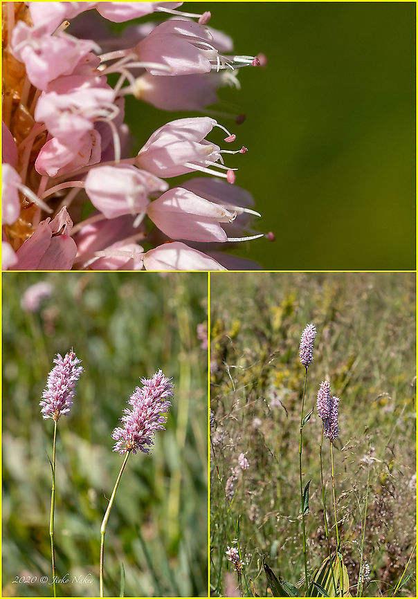 Meadow bistort, Snakeroot - Bistorta officinalis <figure class="photo"><a href="https://www.jungledragon.com/image/99433/meadow_bistort_snakeroot_-_bistorta_officinalis.html" title="Meadow bistort, Snakeroot - Bistorta officinalis"><img src="https://s3.amazonaws.com/media.jungledragon.com/images/1332/99433_thumb.jpg?AWSAccessKeyId=05GMT0V3GWVNE7GGM1R2&Expires=1767225610&Signature=EUOs50JvWk6pl0bx%2FBwSUFT8i%2BM%3D" width="200" height="150" alt="Meadow bistort, Snakeroot - Bistorta officinalis https://www.jungledragon.com/image/99435/meadow_bistort_snakeroot_-_bistorta_officinalis.html Bistorta officinalis,Bulgaria,Caryophyllales,Eudicot,Europe,European bistort,Flowering Plant,Geotagged,Magnoliophyta,Meadow bistort,Medicinal plant,Plantae,Polygonaceae,Polygonum bistorta,Snakeweed,Summer,Vitosha Mountain Nature Park,Wildlife" /></a></figure> Bistorta officinalis,Bulgaria,Caryophyllales,Eudicot,Europe,European bistort,Flowering Plant,Geotagged,Magnoliophyta,Meadow bistort,Medicinal plant,Plantae,Polygonaceae,Polygonum bistorta,Snakeweed,Summer,Vitosha Mountain Nature Park,Wildlife