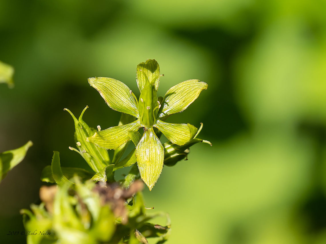 False helleborine, White hellebore - Veratrum album <figure class="photo"><a href="https://www.jungledragon.com/image/99441/false_helleborine_white_hellebore_-_veratrum_album.html" title="False helleborine, White hellebore - Veratrum album"><img src="https://s3.amazonaws.com/media.jungledragon.com/images/1332/99441_thumb.jpg?AWSAccessKeyId=05GMT0V3GWVNE7GGM1R2&Expires=1759968010&Signature=39BF864YoUqWw%2BKu5f2n1Lmh3ek%3D" width="200" height="158" alt="False helleborine, White hellebore - Veratrum album https://www.jungledragon.com/image/99440/false_helleborine_white_hellebore_-_veratrum_album.html Bulgaria,False helleborine,Flowering Plant,Geotagged,Herb,Liliales,Magnoliophyta,Medicinal plant,Melanthiaceae,Monocot,Plantae,Summer,Veratrum album,White hellebore,Wildlife" /></a></figure> Bulgaria,False helleborine,Flowering Plant,Geotagged,Herb,Liliales,Magnoliophyta,Medicinal plant,Melanthiaceae,Monocot,Plantae,Summer,Veratrum album,White hellebore,Wildlife