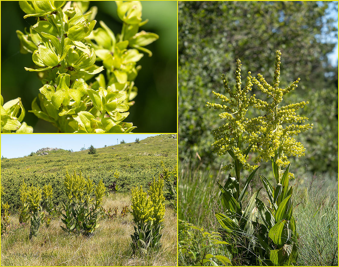 False helleborine, White hellebore - Veratrum album <figure class="photo"><a href="https://www.jungledragon.com/image/99440/false_helleborine_white_hellebore_-_veratrum_album.html" title="False helleborine, White hellebore - Veratrum album"><img src="https://s3.amazonaws.com/media.jungledragon.com/images/1332/99440_thumb.jpg?AWSAccessKeyId=05GMT0V3GWVNE7GGM1R2&Expires=1769040010&Signature=n9r0lZUMkQ4Lw64qcmmwgL73Qsw%3D" width="200" height="150" alt="False helleborine, White hellebore - Veratrum album https://www.jungledragon.com/image/99441/false_helleborine_white_hellebore_-_veratrum_album.html Bulgaria,False helleborine,Flowering Plant,Geotagged,Herb,Liliales,Magnoliophyta,Medicinal plant,Melanthiaceae,Monocot,Plantae,Summer,Veratrum album,White hellebore,Wildlife" /></a></figure> Bulgaria,False helleborine,Flowering Plant,Geotagged,Herb,Liliales,Magnoliophyta,Medicinal plant,Melanthiaceae,Monocot,Plantae,Summer,Veratrum album,White hellebore,Wildlife