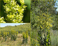 False helleborine, White hellebore - Veratrum album https://www.jungledragon.com/image/99440/false_helleborine_white_hellebore_-_veratrum_album.html Bulgaria,False helleborine,Flowering Plant,Geotagged,Herb,Liliales,Magnoliophyta,Medicinal plant,Melanthiaceae,Monocot,Plantae,Summer,Veratrum album,White hellebore,Wildlife