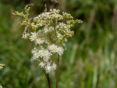 Meadowsweet - Filipendula ulmaria https://www.jungledragon.com/image/99449/meadowsweet_-_filipendula_ulmaria.html Bulgaria,Eudicot,Europe,Filipendula ulmaria,Flowering Plant,Geotagged,Herb,Magnoliophyta,Meadowsweet,Medicinal plant,Plantae,Queen of the meadow,Rosaceae,Rosales,Summer,Vitosha Mountain Nature Park,Wildlife