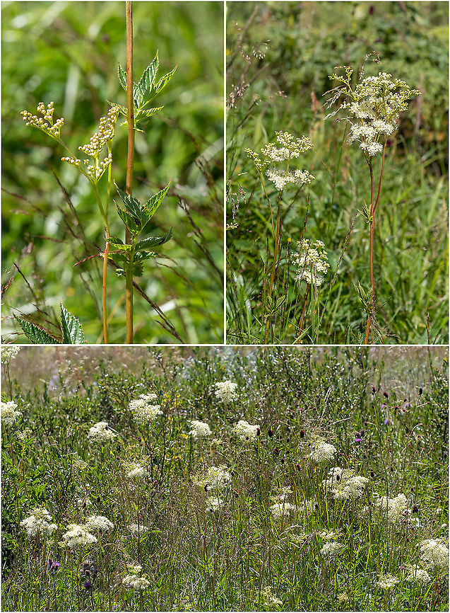 Meadowsweet - Filipendula ulmaria <figure class="photo"><a href="https://www.jungledragon.com/image/99448/meadowsweet_-_filipendula_ulmaria.html" title="Meadowsweet - Filipendula ulmaria"><img src="https://s3.amazonaws.com/media.jungledragon.com/images/1332/99448_thumb.jpg?AWSAccessKeyId=05GMT0V3GWVNE7GGM1R2&Expires=1763596810&Signature=joB%2Fn9YSgcD5HIEORBa4Ye8G1Ds%3D" width="200" height="150" alt="Meadowsweet - Filipendula ulmaria https://www.jungledragon.com/image/99449/meadowsweet_-_filipendula_ulmaria.html Bulgaria,Eudicot,Europe,Filipendula ulmaria,Flowering Plant,Geotagged,Herb,Magnoliophyta,Meadowsweet,Medicinal plant,Plantae,Queen of the meadow,Rosaceae,Rosales,Summer,Vitosha Mountain Nature Park,Wildlife" /></a></figure> Bulgaria,Eudicot,Europe,Filipendula ulmaria,Flowering Plant,Geotagged,Herb,Magnoliophyta,Meadowsweet,Medicinal plant,Plantae,Queen of the meadow,Rosaceae,Rosales,Summer,Vitosha Mountain Nature Park,Wildlife