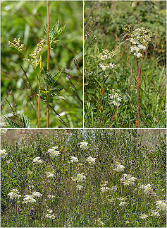 Meadowsweet - Filipendula ulmaria https://www.jungledragon.com/image/99448/meadowsweet_-_filipendula_ulmaria.html Bulgaria,Eudicot,Europe,Filipendula ulmaria,Flowering Plant,Geotagged,Herb,Magnoliophyta,Meadowsweet,Medicinal plant,Plantae,Queen of the meadow,Rosaceae,Rosales,Summer,Vitosha Mountain Nature Park,Wildlife