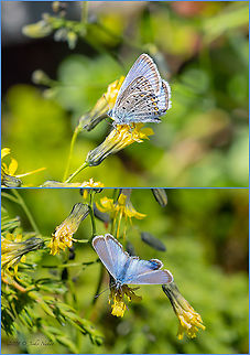 False Eros blue - Polyommatus eroides Polyommatus eros subsp. eroides

I am very happy with this butterfly, one of our best blues, described as a new species for science from Bulgaria. Alas, now in Europe there is an opinion that this is only a subspecies of the alpine P. eros. This opinion, according to Zdravko Kolev, a leading researcher of butterflies in Bulgaria, MSc in ecological zoology and environmental sciences (University of Helsinki, Finland, 2008), is not very well-argued, so I leave the identification under that name. Animal,Animalia,Arthropoda,Bulgaria,Europe,False Eros blue,Geotagged,Insect,Insecta,Lepidoptera,Lycaenidae,Papilionoidea,Polyommatus eroides,Polyommatus erotides,Summer,Vitosha Mountain Nature Park,Wildlife