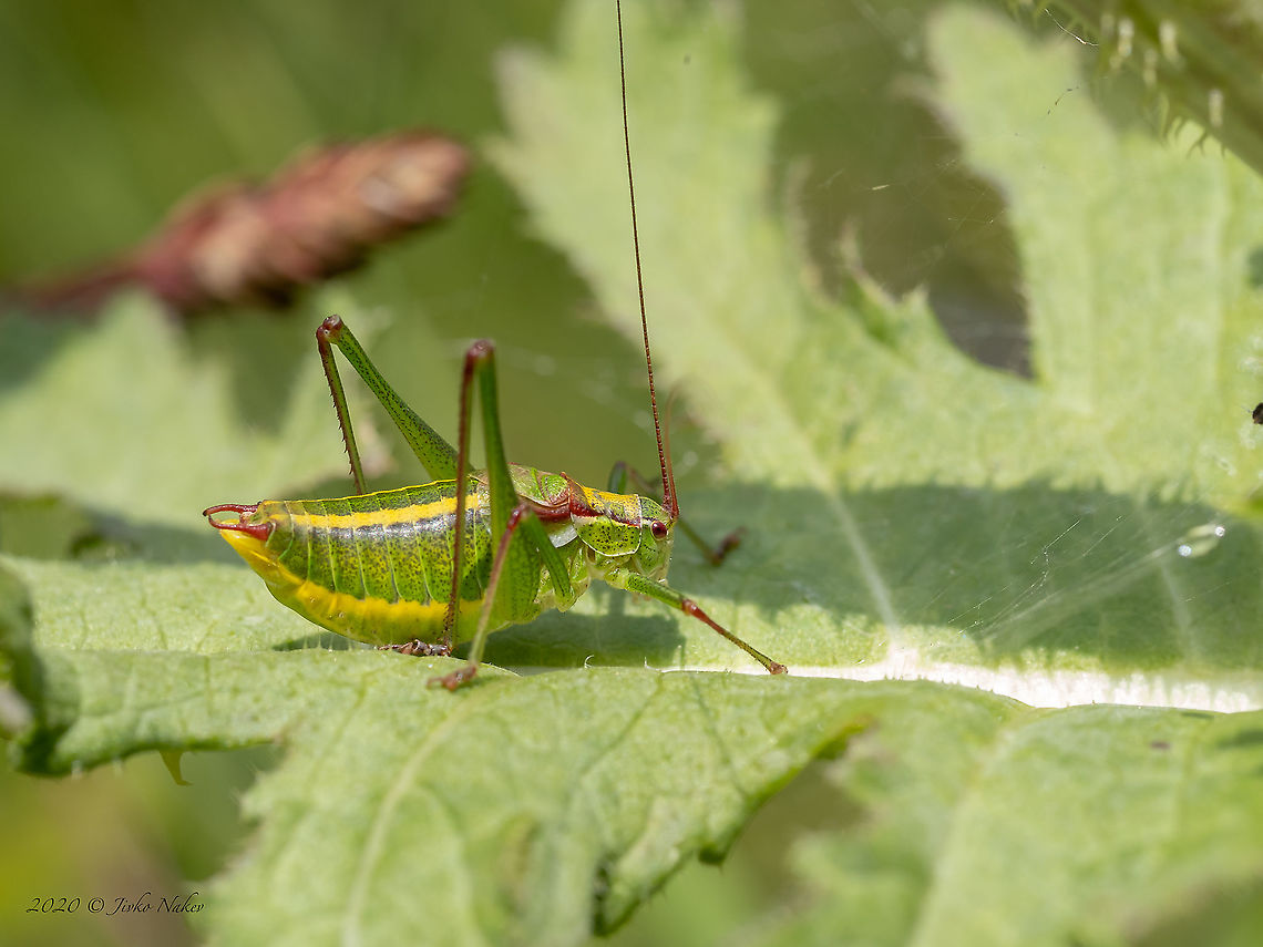 Showy Plump Bush-Cricket - Isophya speciosa  Animal,Animalia,Arthropoda,Bistrishko Branishte Nature Reserve,Bulgaria,Bush cricket,Europe,Geotagged,Insect,Insecta,Isophya speciosa,Katydid,Long-horned grasshopper,Orthoptera,Showy Plump Bush-Cricket,Summer,Tettigoniidae,Vitosha Mountain Nature Park,Wildlife