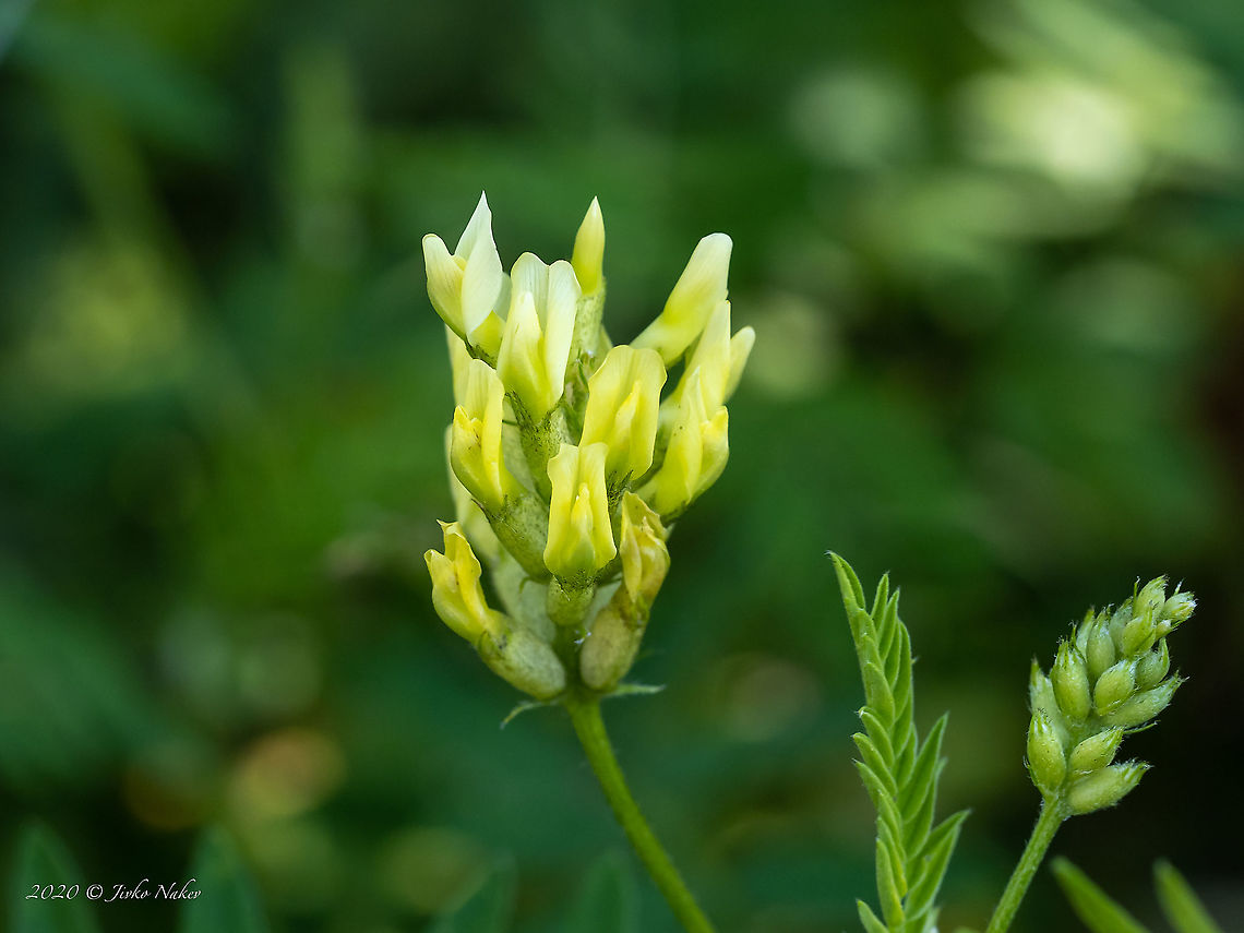 Chickpea milkvetch. - Astragalus cicer <figure class="photo"><a href="https://www.jungledragon.com/image/99526/chickpea_milkvetch._-_astragalus_cicer.html" title="Chickpea milkvetch. - Astragalus cicer"><img src="https://s3.amazonaws.com/media.jungledragon.com/images/1332/99526_thumb.jpg?AWSAccessKeyId=05GMT0V3GWVNE7GGM1R2&Expires=1765411210&Signature=qK9ryMIMiTxRh%2FHebf%2BpWbP1Q4Y%3D" width="200" height="152" alt="Chickpea milkvetch. - Astragalus cicer https://www.jungledragon.com/image/99525/chickpea_milkvetch._-_astragalus_cicer.html Astragalus cicer,Bulgaria,Chickpea milkvetch,Eudicot,Europe,Fabaceae,Fabales,Flowering Plant,Geotagged,Magnoliophyta,Plantae,Summer,West Balkan mountain range,Wildlife" /></a></figure> Astragalus cicer,Bulgaria,Chickpea milkvetch,Eudicot,Europe,Fabaceae,Fabales,Flowering Plant,Geotagged,Magnoliophyta,Plantae,Summer,West Balkan mountain range,Wildlife