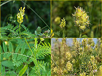Chickpea milkvetch. - Astragalus cicer https://www.jungledragon.com/image/99525/chickpea_milkvetch._-_astragalus_cicer.html Astragalus cicer,Bulgaria,Chickpea milkvetch,Eudicot,Europe,Fabaceae,Fabales,Flowering Plant,Geotagged,Magnoliophyta,Plantae,Summer,West Balkan mountain range,Wildlife