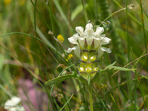Cutleaf selfheal - Prunella laciniata  Bulgaria,Cut-leaf Self-heal,Cutleaf selfheal,Eudicot,Europe,Flowering Plant,Geotagged,Lamiaceae,Lamiales,Magnoliophyta,Plantae,Prunella laciniata,Summer,West Balkan mountain range,Wildlife