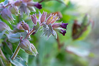 Monkswort - Nonea pulla https://www.jungledragon.com/image/99617/monkswort_-_nonea_pulla.html Boraginaceae,Boraginales,Bulgaria,Chepan mountain,Eudicot,Europe,Flowering Plant,Geotagged,Magnoliophyta,Monkswort,Nonea pulla,Plantae,Spring,Wildlife