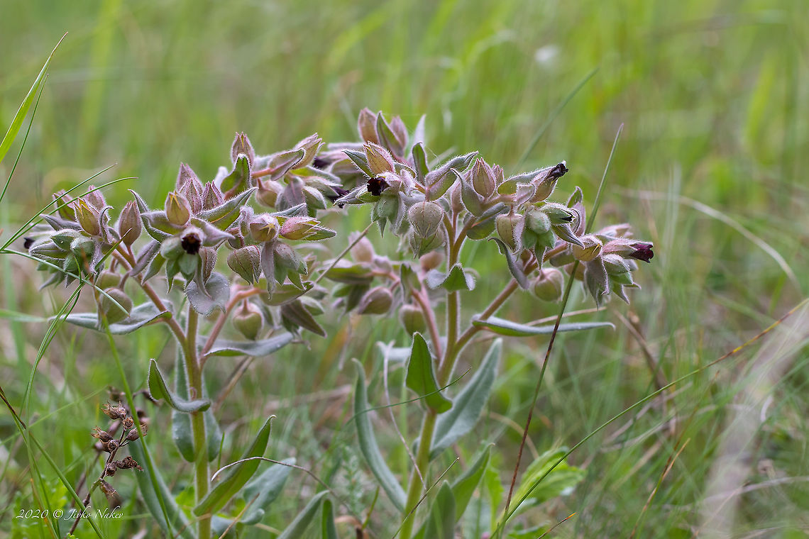 Monkswort - Nonea pulla <figure class="photo"><a href="https://www.jungledragon.com/image/99616/monkswort_-_nonea_pulla.html" title="Monkswort - Nonea pulla"><img src="https://s3.amazonaws.com/media.jungledragon.com/images/1332/99616_thumb.jpg?AWSAccessKeyId=05GMT0V3GWVNE7GGM1R2&Expires=1769040010&Signature=W8XwgMToG2qm8xopFNgVdv%2F%2FWBE%3D" width="200" height="134" alt="Monkswort - Nonea pulla https://www.jungledragon.com/image/99617/monkswort_-_nonea_pulla.html Boraginaceae,Boraginales,Bulgaria,Chepan mountain,Eudicot,Europe,Flowering Plant,Geotagged,Magnoliophyta,Monkswort,Nonea pulla,Plantae,Spring,Wildlife" /></a></figure> Boraginaceae,Boraginales,Bulgaria,Dragoman marsh,Eudicot,Europe,Flowering Plant,Geotagged,Magnoliophyta,Monkswort,Nonea pulla,Plantae,Spring,Wetland,Wildlife