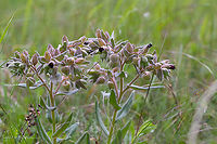 Monkswort - Nonea pulla https://www.jungledragon.com/image/99616/monkswort_-_nonea_pulla.html Boraginaceae,Boraginales,Bulgaria,Dragoman marsh,Eudicot,Europe,Flowering Plant,Geotagged,Magnoliophyta,Monkswort,Nonea pulla,Plantae,Spring,Wetland,Wildlife