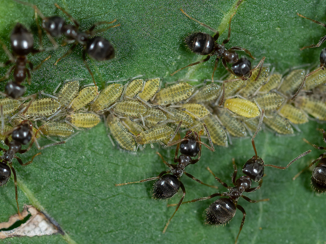 Panaphis juglandis - Large walnut aphid 4th instar alatiform nymph on the upperside of a common walnut leaf (Juglans regia) attended by black garden ants (Lasius niger) Animal,Animalia,Aphididae,Aphidomorpha,Arthropoda,Bulgaria,Europe,Geotagged,Insect,Insecta,Large walnut aphid,Panaphis juglandis,Sofia,South park,Summer,Wildlife