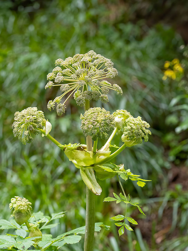Wild angelica - Angelica sylvestris  Angelica sylvestris,Apiaceae,Apiales,Bulgaria,Celery,Eudicot,Europe,Flowering Plant,Geotagged,Magnoliophyta,Plantae,Summer,Vitosha Mountain Nature Park,Wild angelica,Wildlife