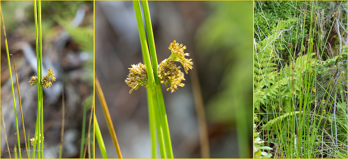 Common or Soft rush - Juncus effusus  Bulgaria,Common rush,Europe,Flowering Plant,Geotagged,Juncaceae,Juncus effusus,Junkus effusus,Magnoliophyta,Monocot,Plantae,Poales,Summer,Vitosha Mountain Nature Park,Wildlife