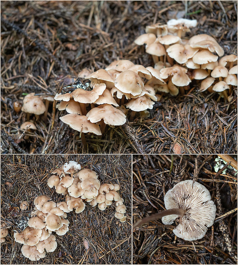Gymnopus confluens  Agaricales,Agaricomycetes,Basidiomycota,Bulgaria,Europe,Fungi,Fungus,Geotagged,Gymnopus confluens,Omphalotaceae,Summer,Vitosha Mountain Nature Park,Wildlife