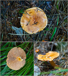 Orange milkcap