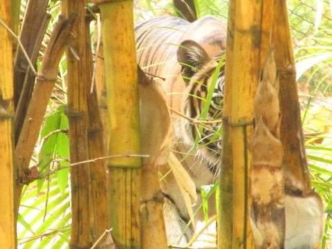 The eye  Panthera tigris,Tiger