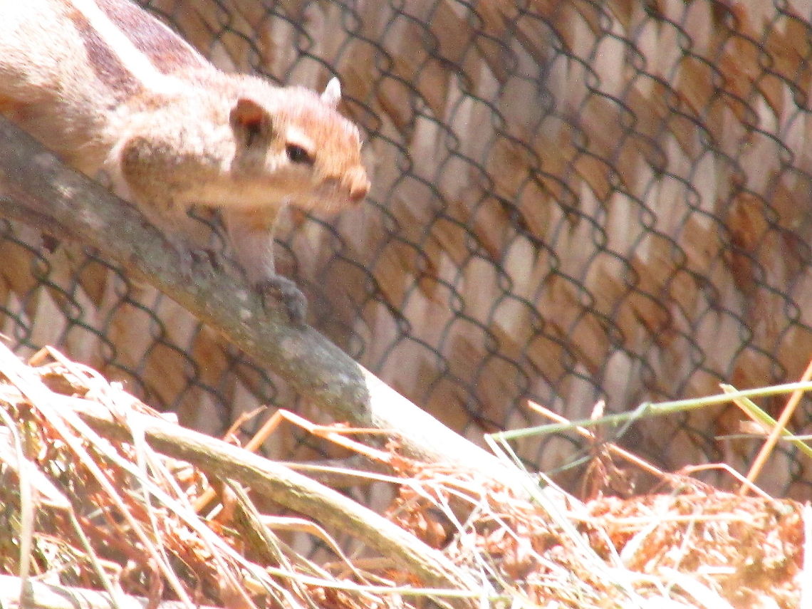 Squirrel  Squirrel