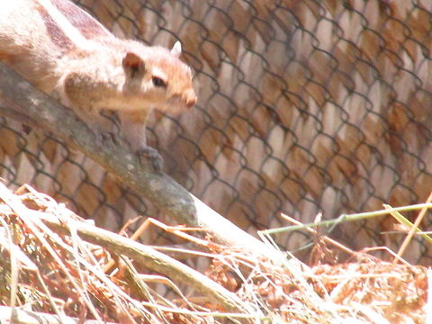 Squirrel  Squirrel