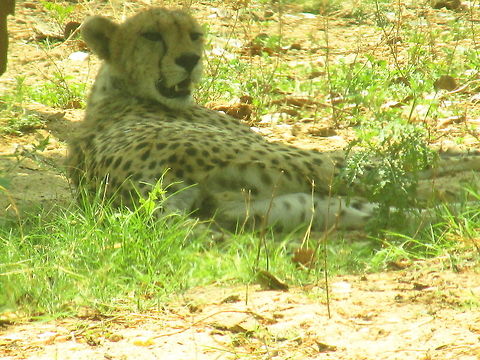 Cheetah  Acinonyx jubatus,Cheetah