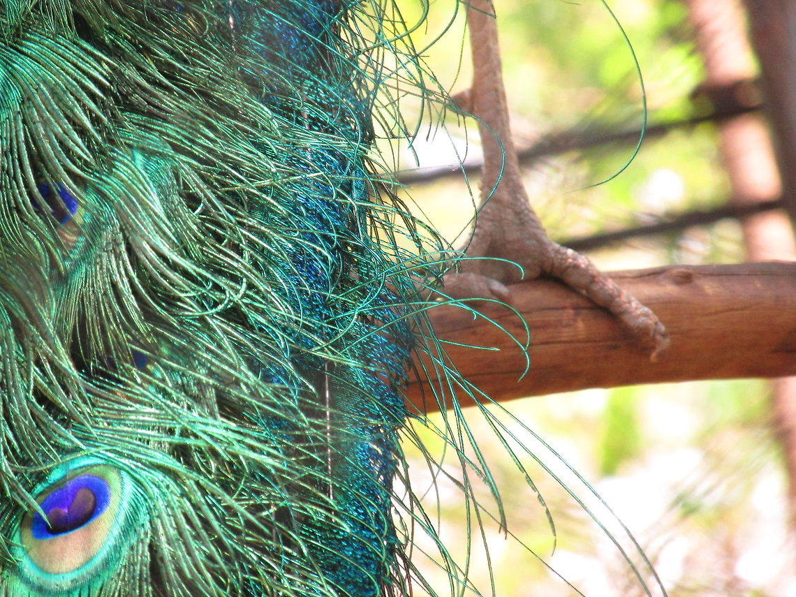 Clean feathers  Indian Peafowl,Pavo cristatus