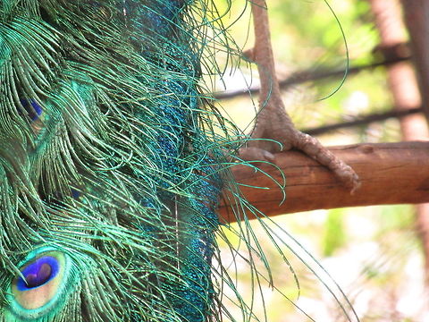 Clean feathers  Indian Peafowl,Pavo cristatus